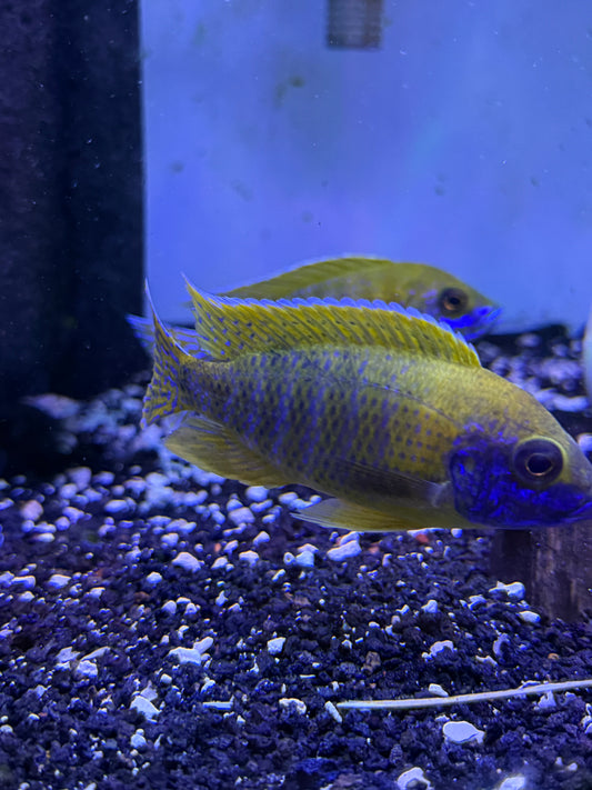 Sunshine Peacock