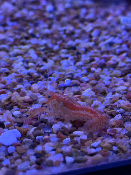 Orange CPO Dwarf Mexican Crayfish/Mini Lobster (Cambarellus patzcuarensis)- Tank Bred!