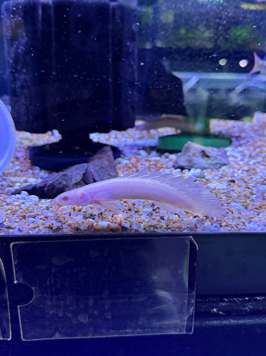 Long Fin Albino  Polypterus Senegal￼
