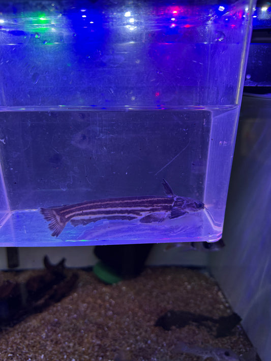 Eel Tail Wood Catfish / Striped Wood Catfish (Trachelyopterichthys taeniatus)