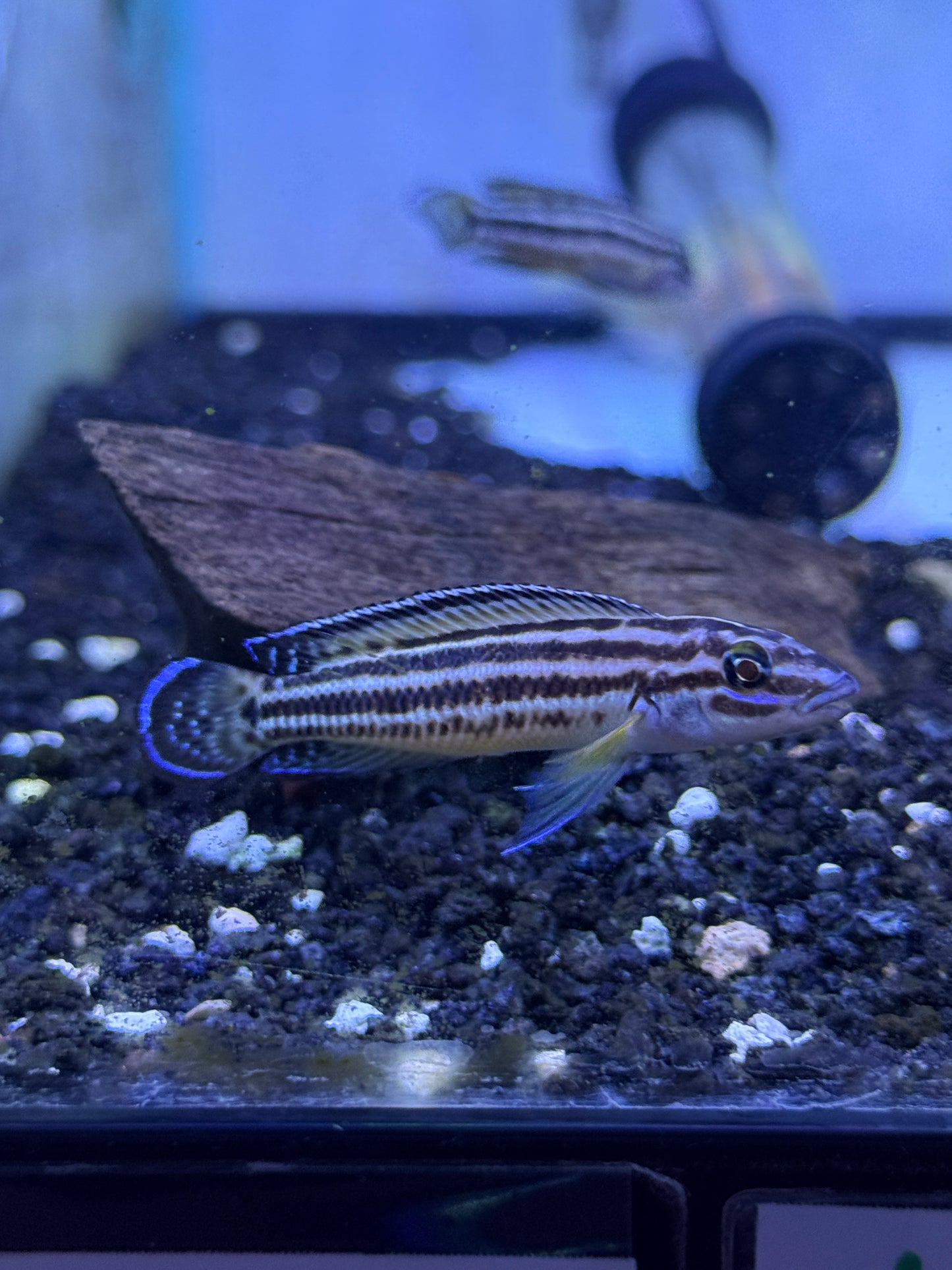 Julidochromis Regani Burundi