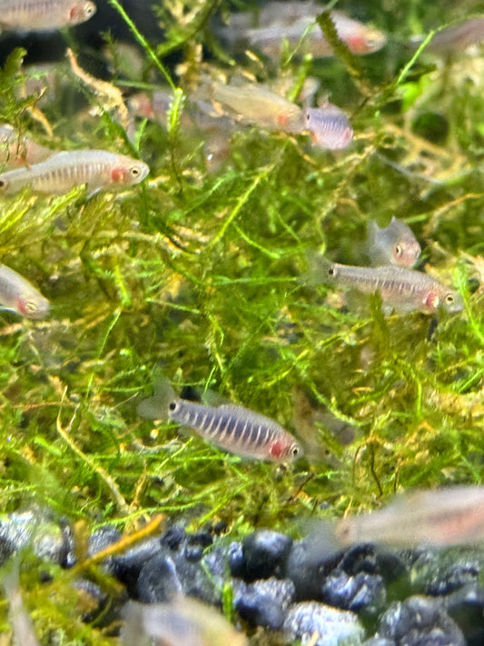 Emerald Dwarf Rasbora (Celestichthys erythromicron)