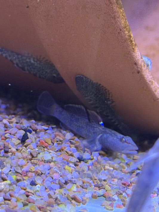 Rhinogobius leavelli  Leavelli Goby