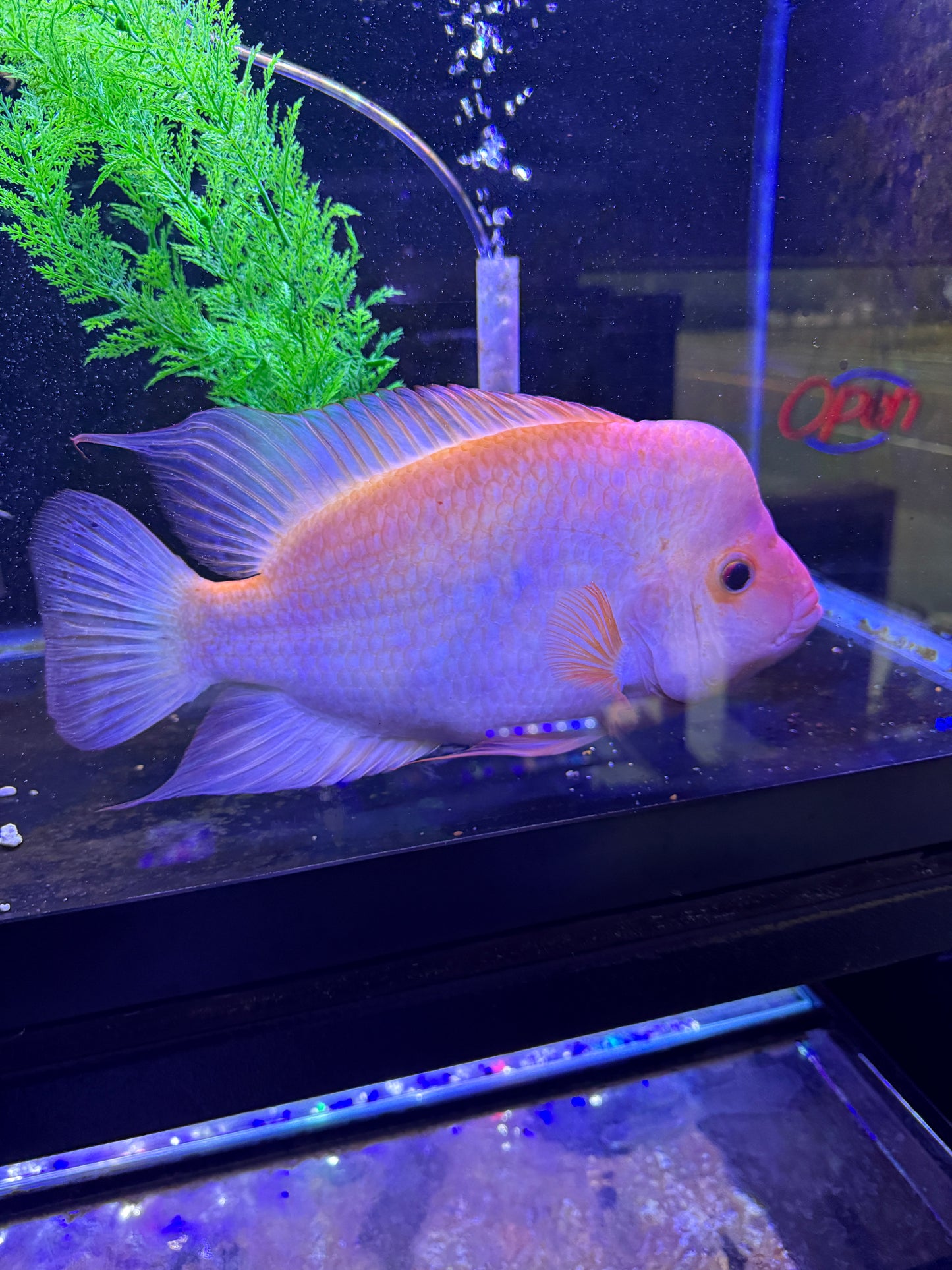 Red Devil / Midas  Cichlid