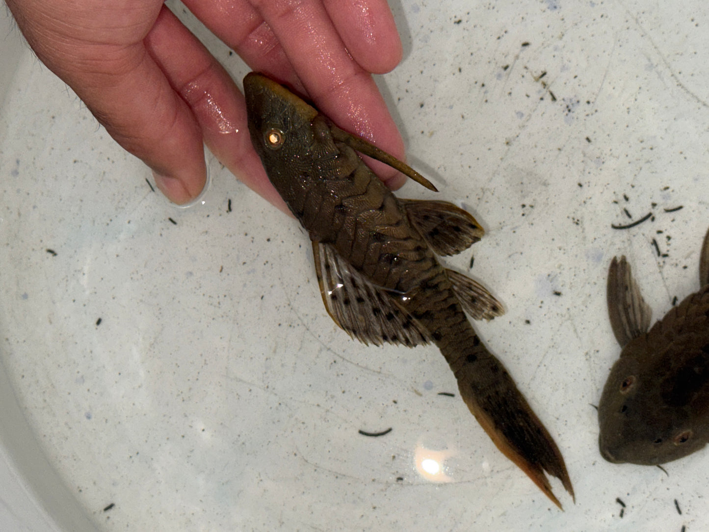 L095 Orange Cheek Pine cone Pleco