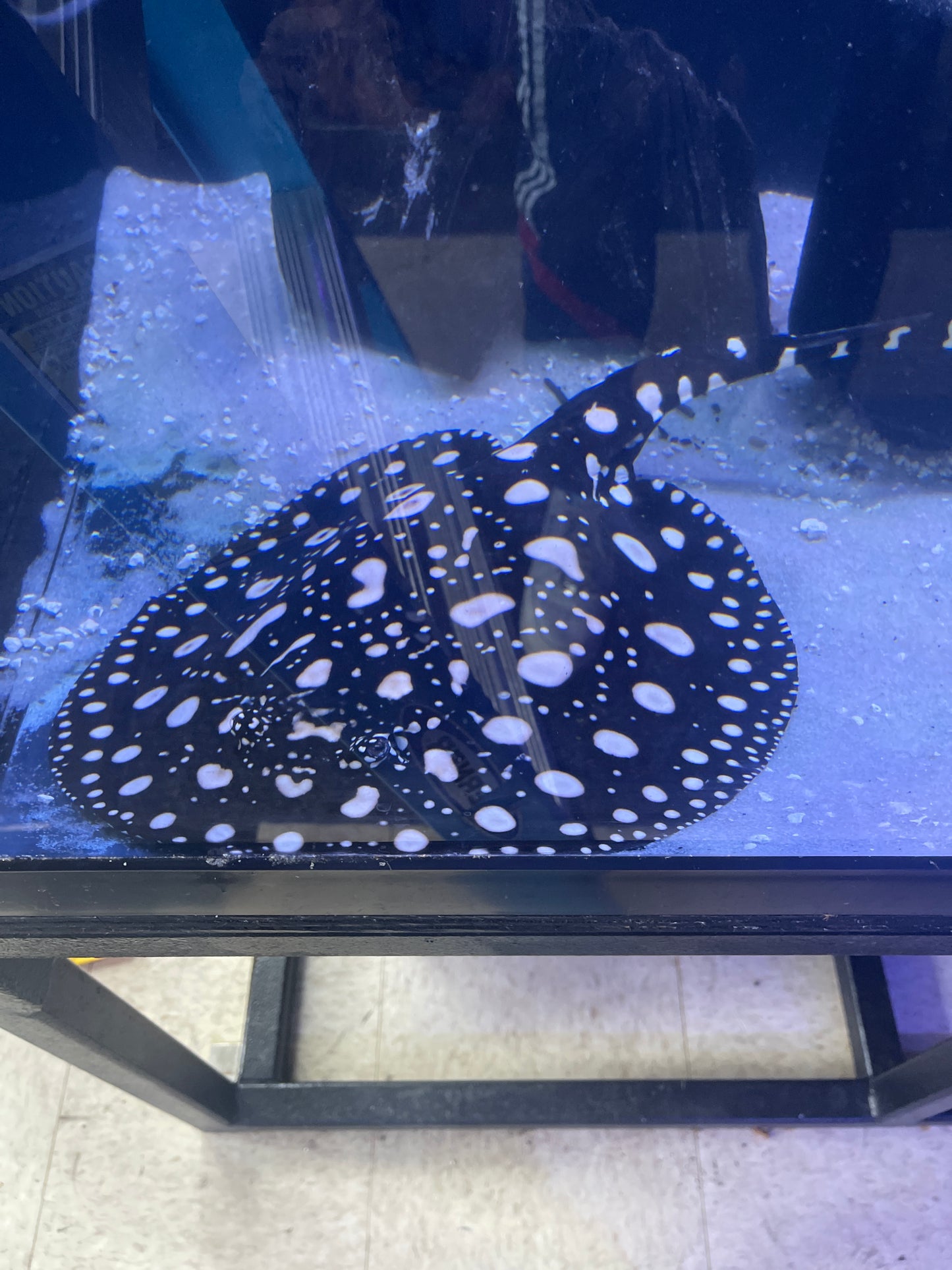 Thousand Island black diamond Stingray