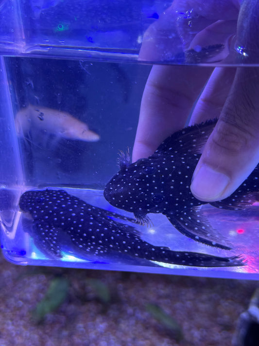 L235 Flyer Pleco (Pseudolithoxus anthrax)