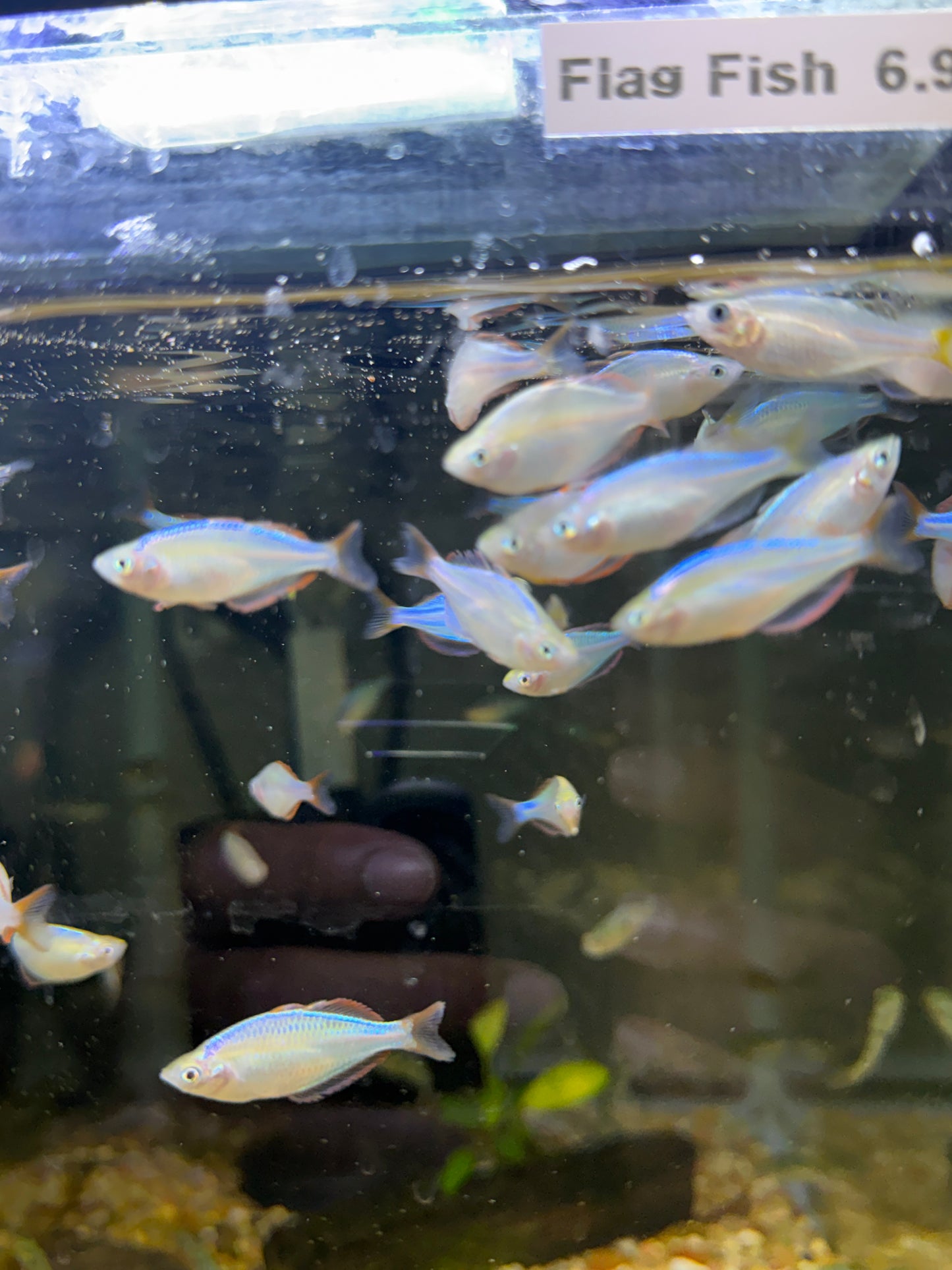 DWARF NEON PRAECOX RAINBOWFISH (MELANOTAENIA PRAECOX)