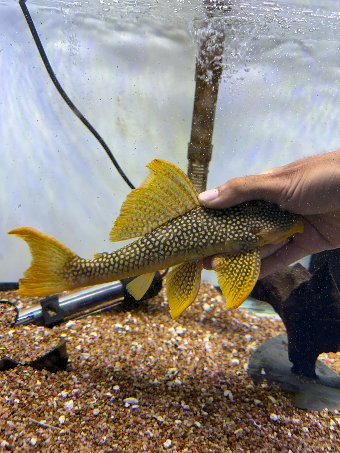 L014 Sunshine Pleco (Scobinancitrus Aureatus)