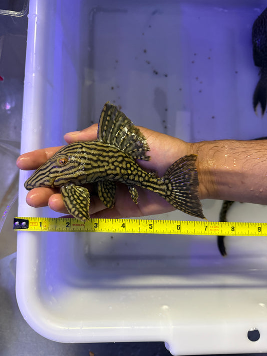 L330 Watermelon Pleco (Panaque Nigrolineatus Laurafabianae) Royal Pleco