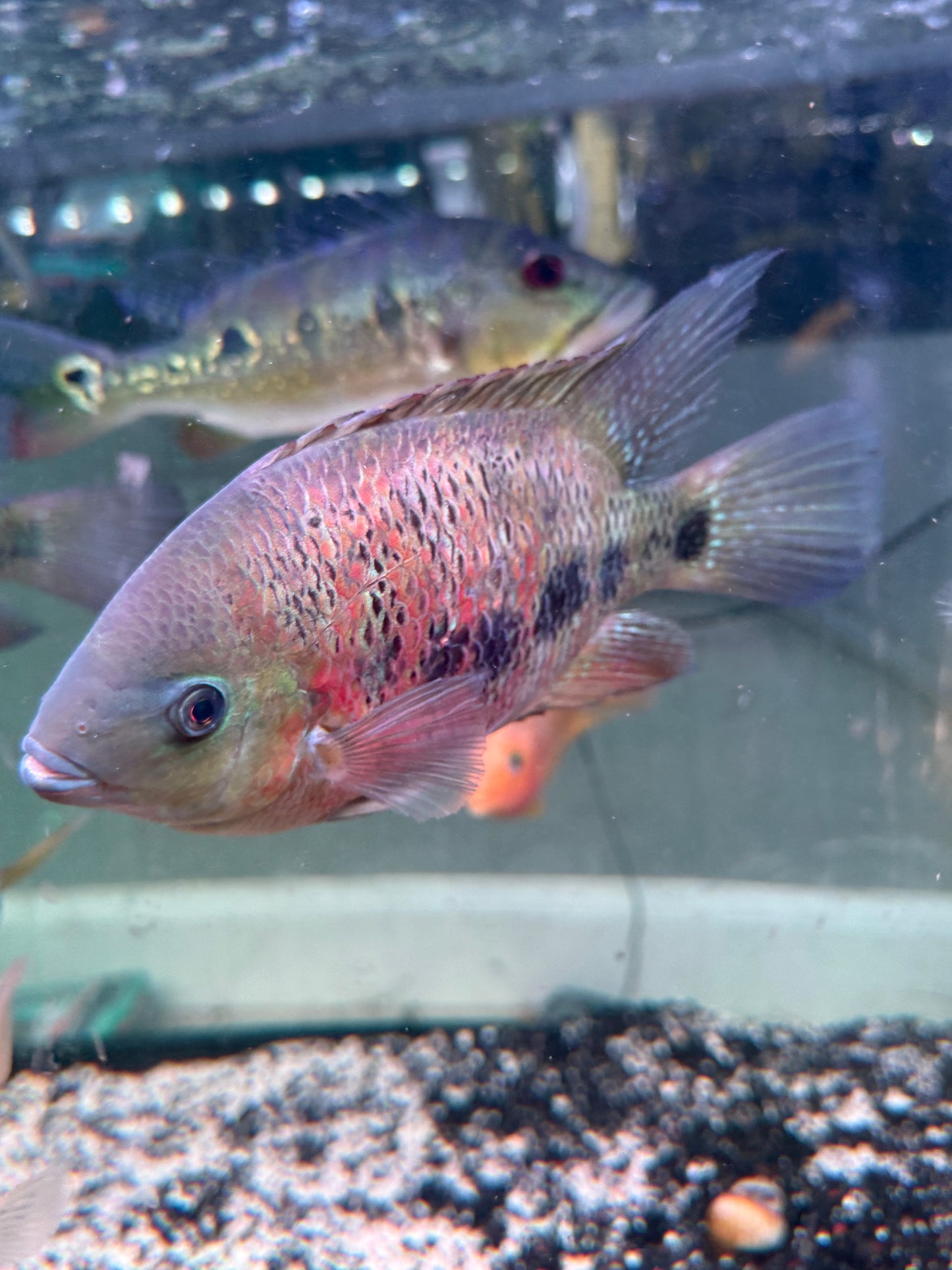 Rare !! Cichlasoma bocourti