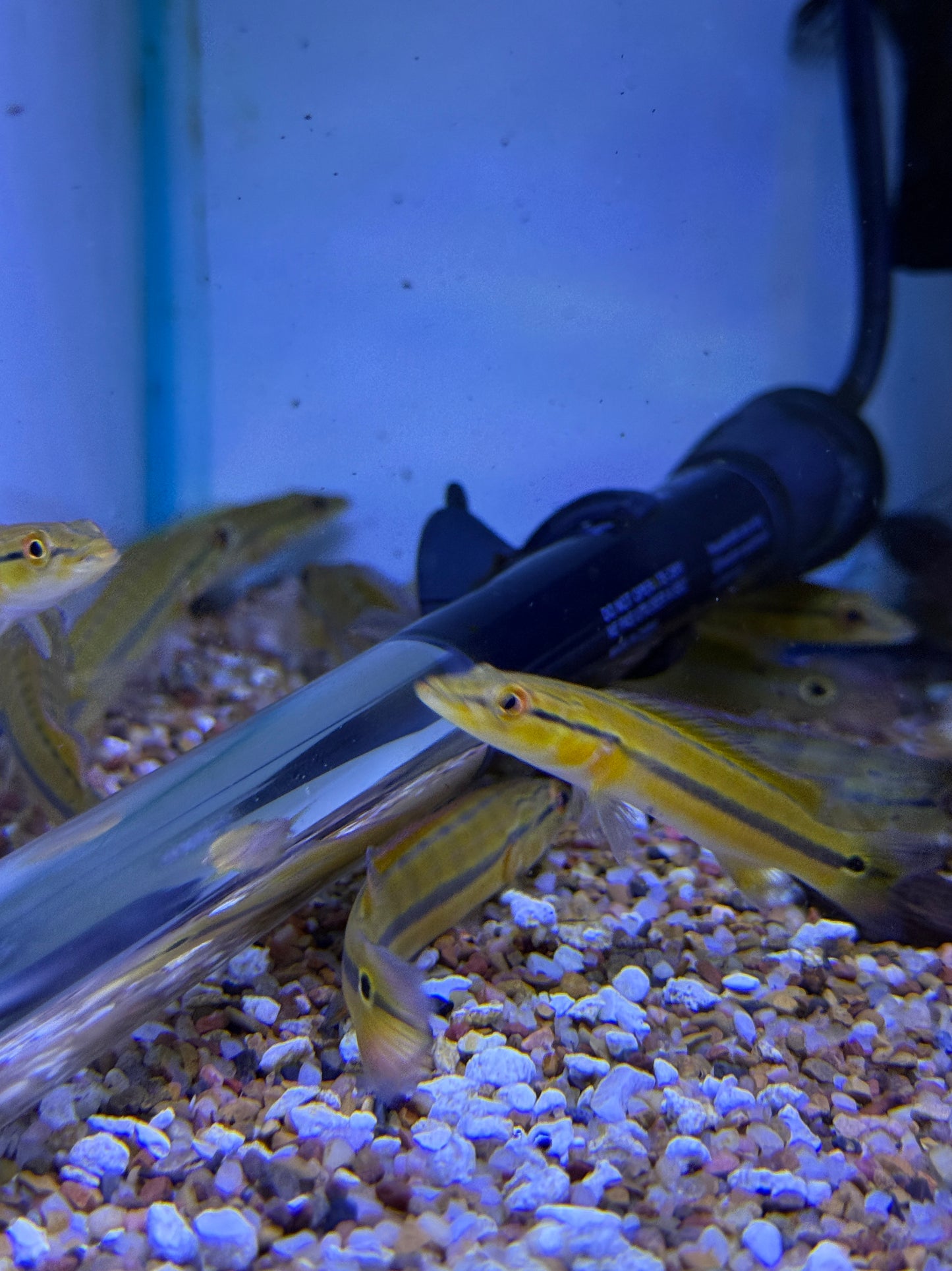 Xingu Pike Cichlid (Crenicichla lugubris Sp.Xingu)