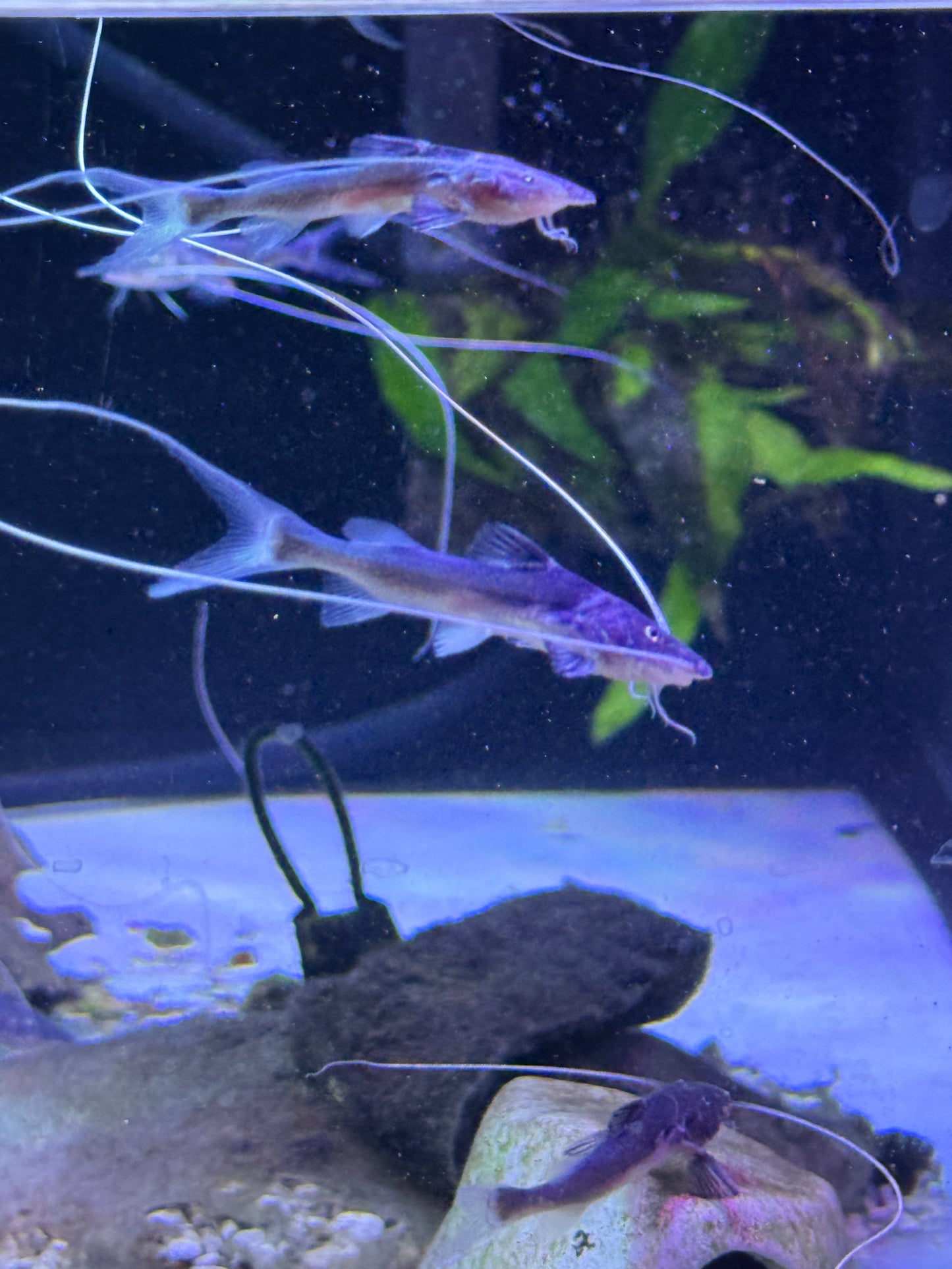 TRUE PIRAIBA CATFISH (BRACHYPLATYSTOMA FILAMENTOSUM)