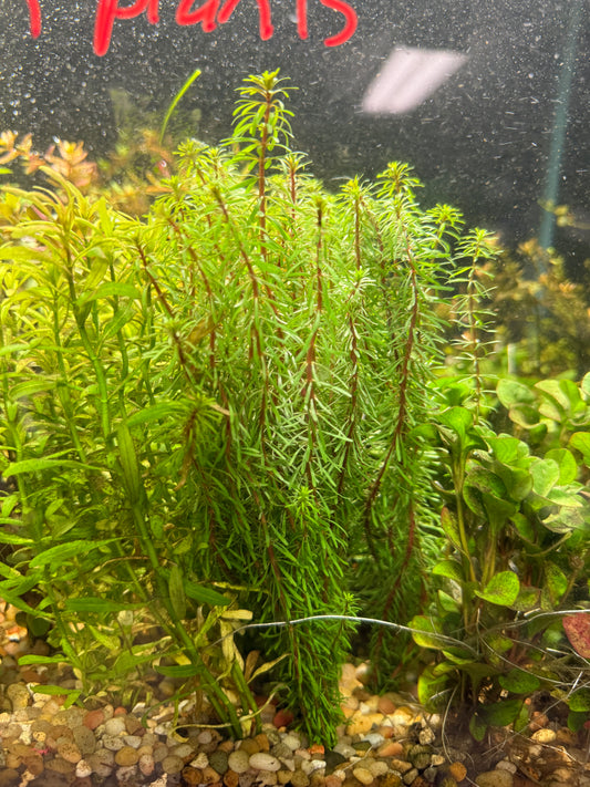 Rotala Wallichii Plant
