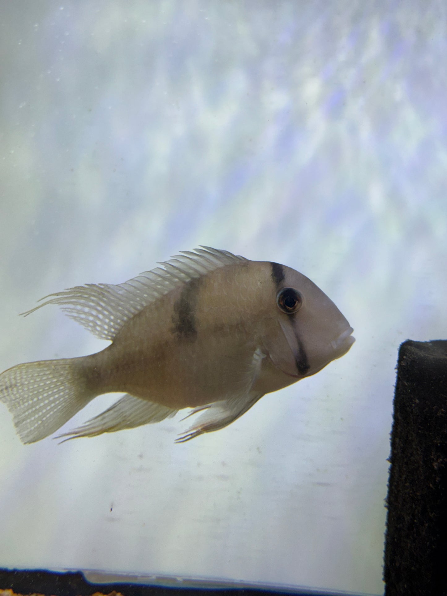 Bandit Cichlid (Guianacara dacrya)