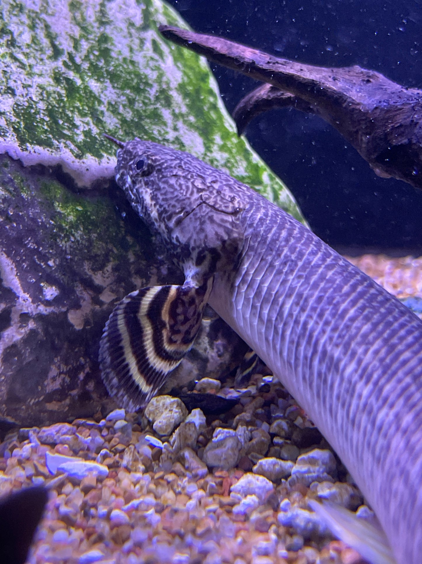 Polypterus ornatipinnis