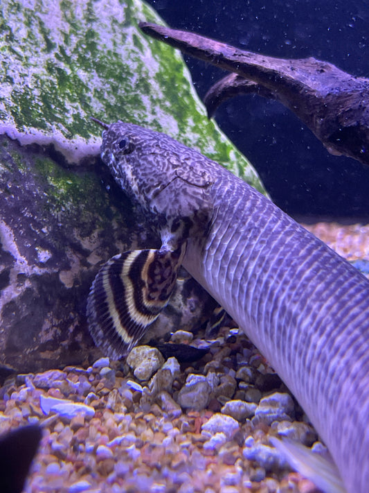 Polypterus ornatipinnis