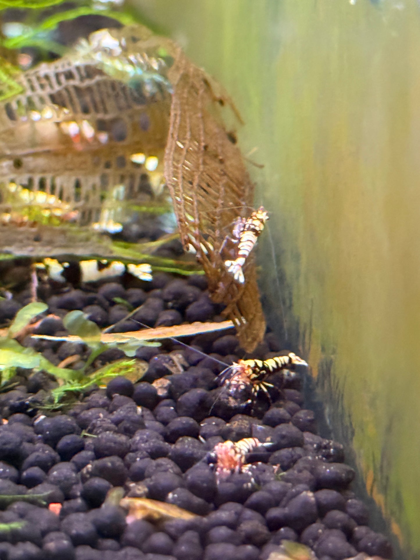 Red Fancy Tiger Shrimp Caridina