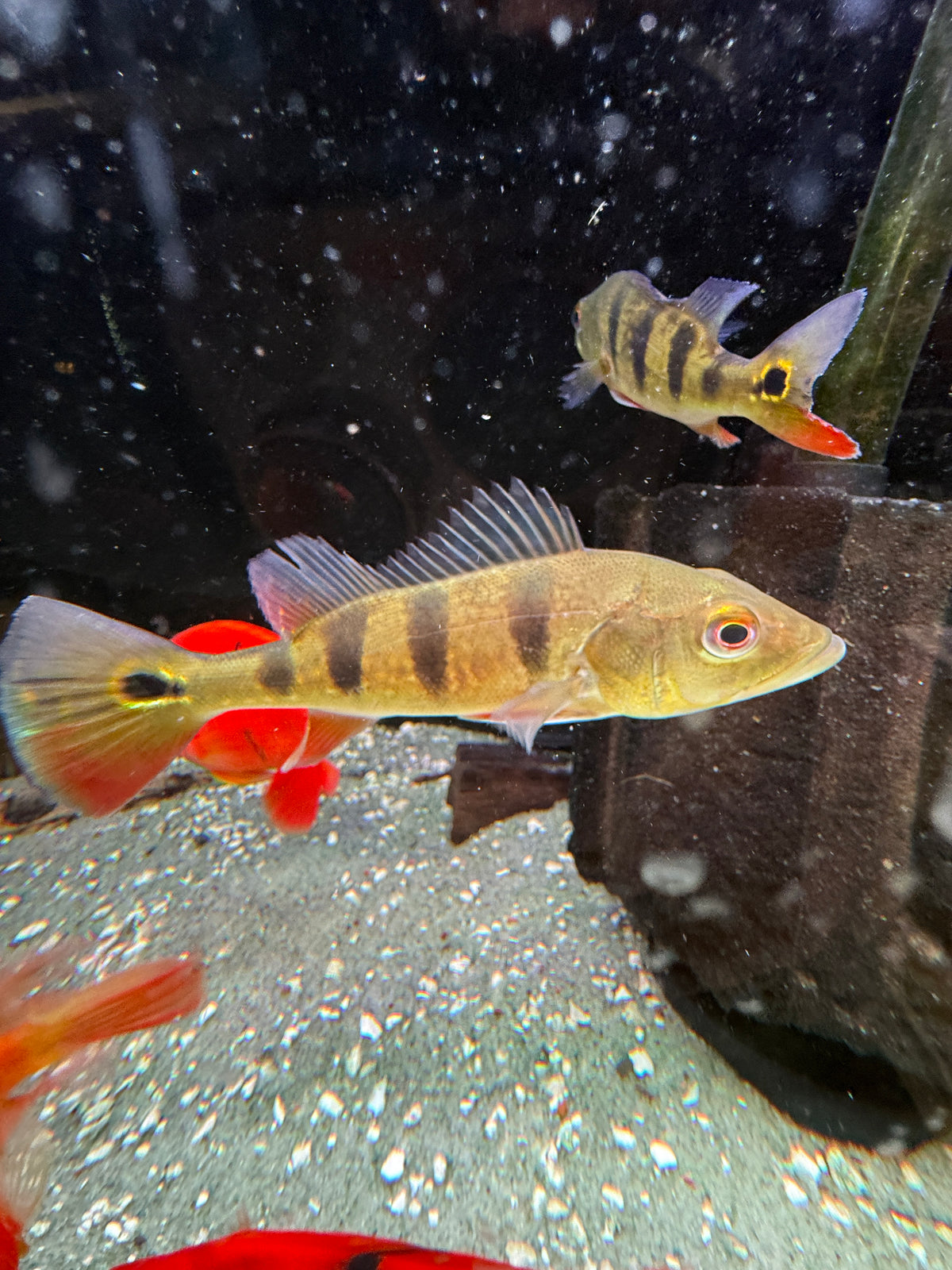 Cichla pleiozona