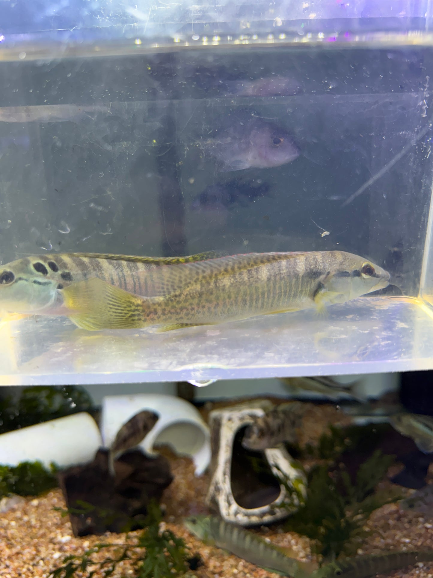 Crenicichla hadrostigma  missioneira Pike Cichlid