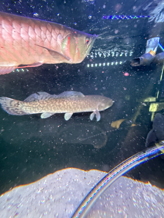 Bowfin (Amia calva)
