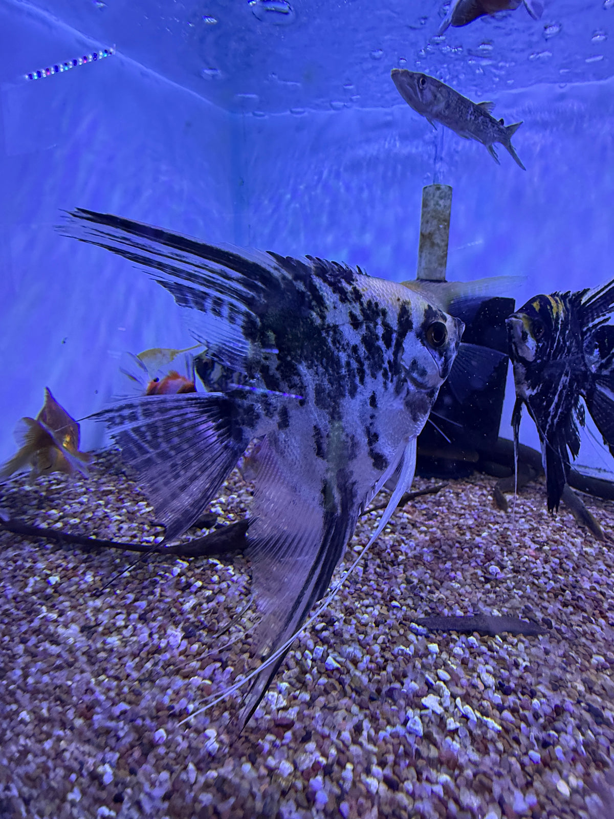 Large Marble Angel Fish