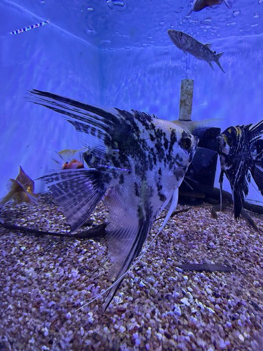 Large Marble Angel Fish