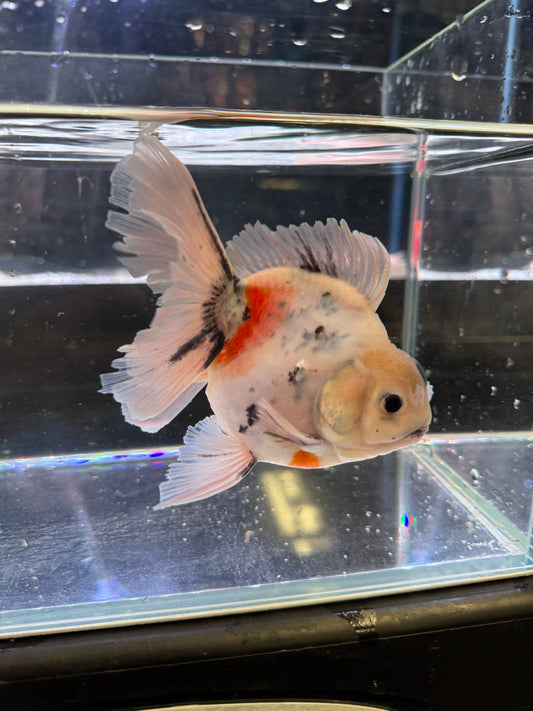 Thai Orchid Tail Oranda Goldfish