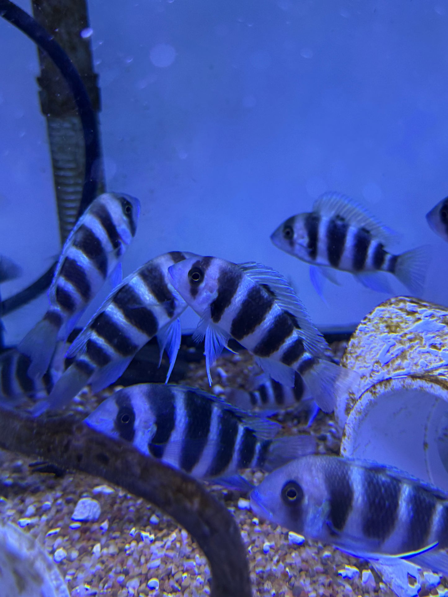 Frontosa Cichlid