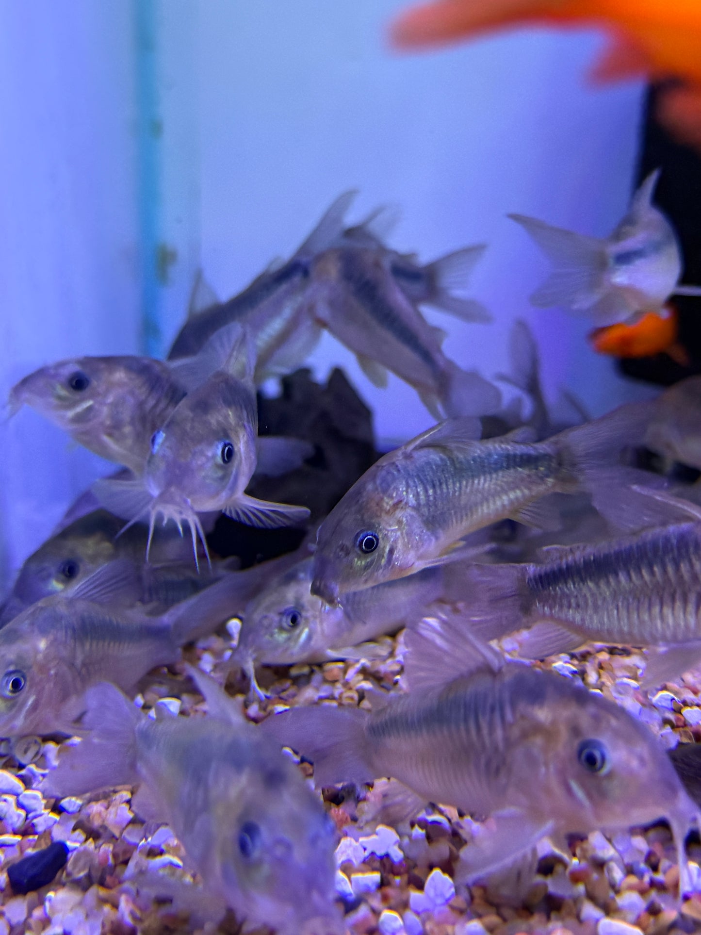 Rust Corydoras (Corydoras rabauti) Peru