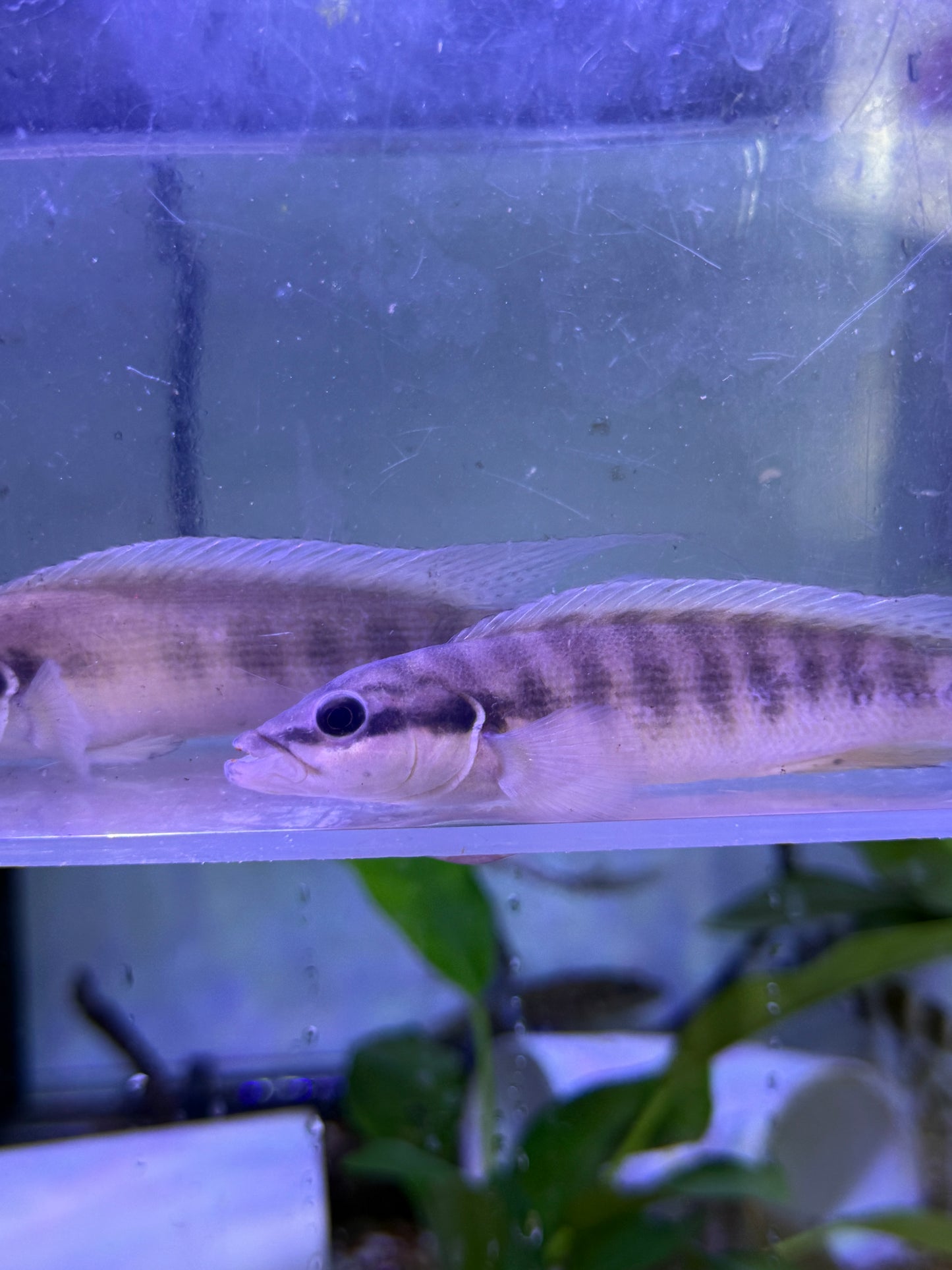 Crenicichla cyclostoma cametana