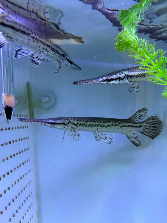 Tropical gar (Atractosteus tropicus)