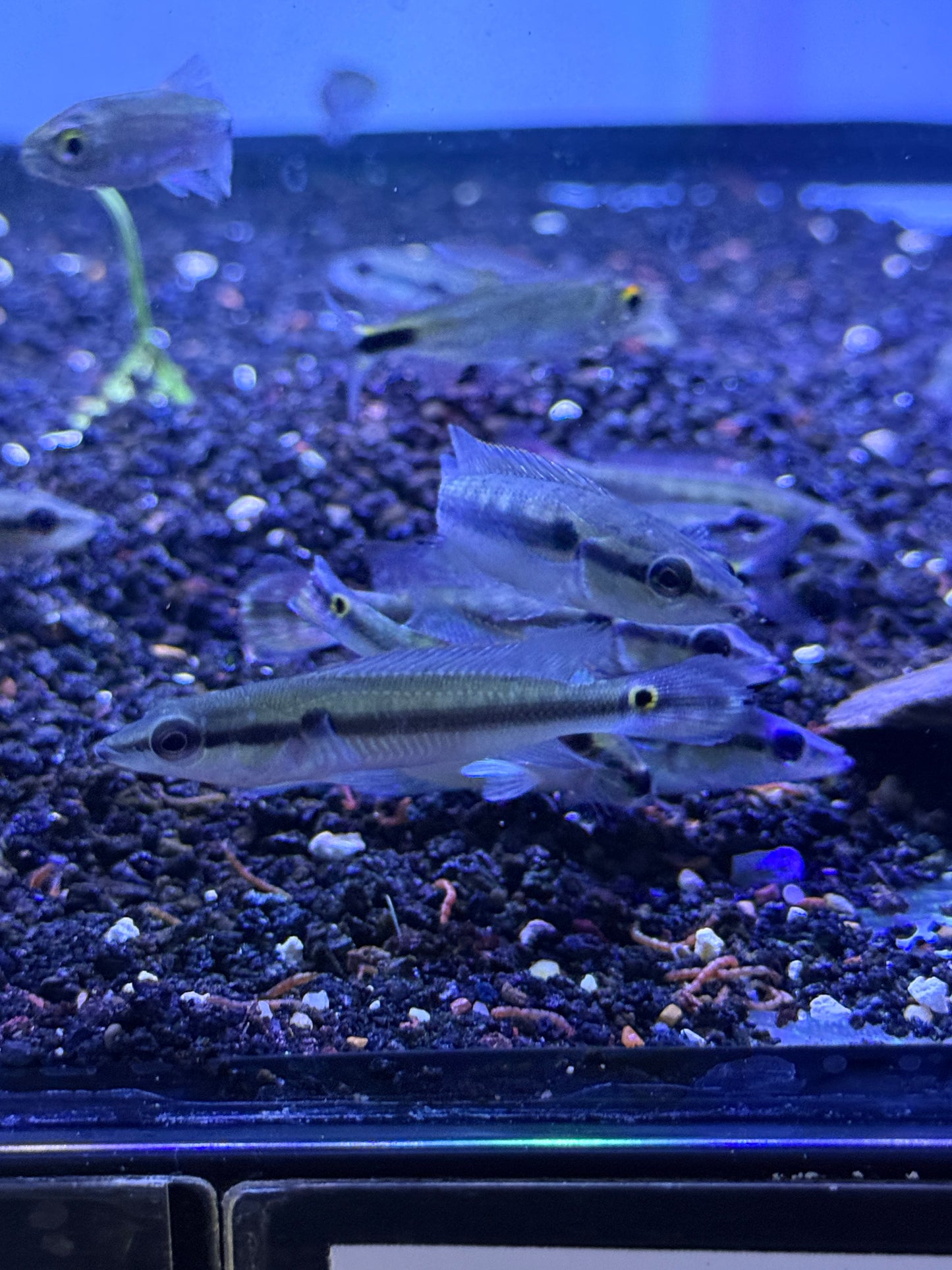 Saxatilia proteus Proteus Pike Cichlid Peru Green Pike