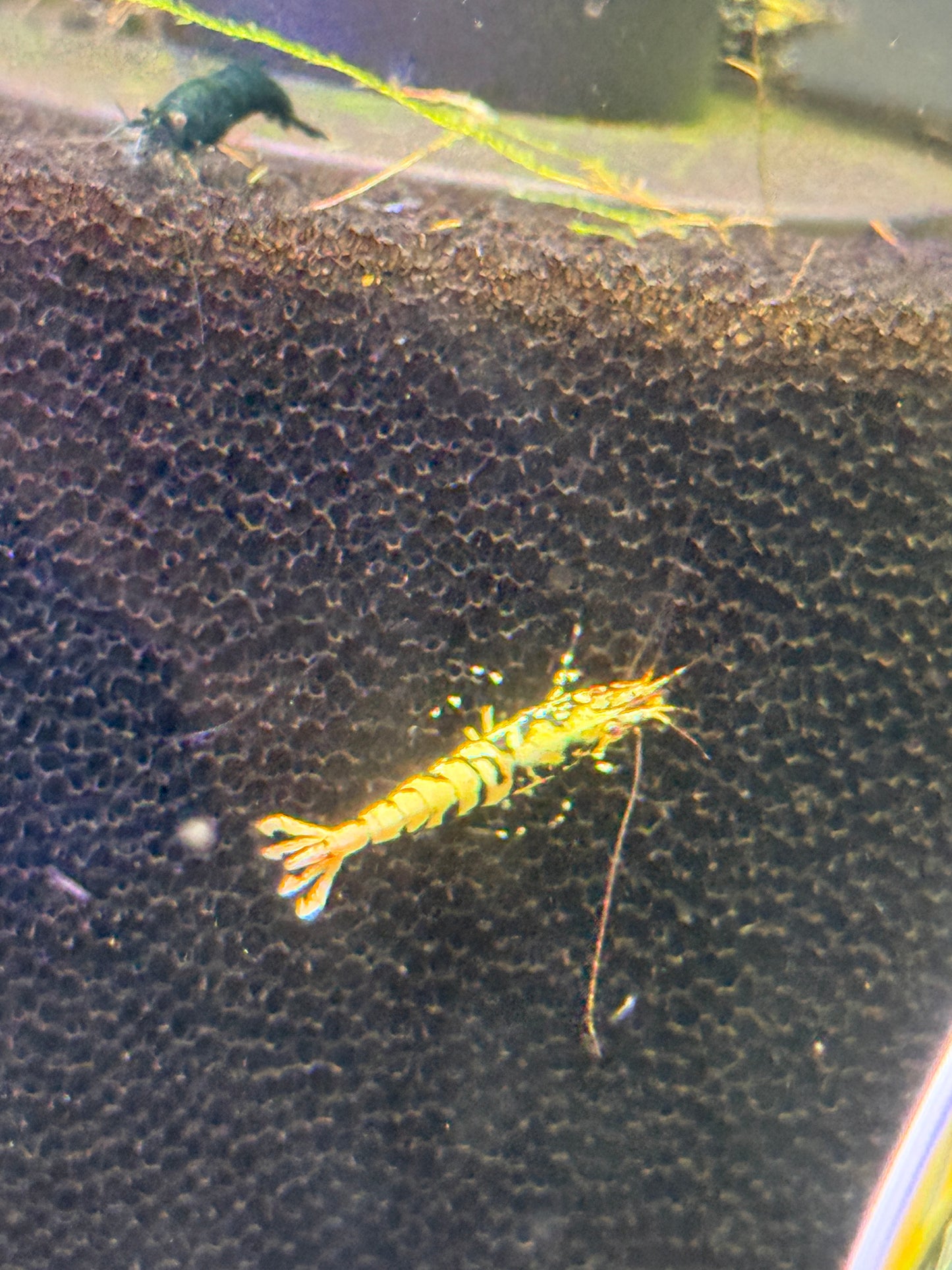 Black Galaxy Shrimp Caridina cantonensis