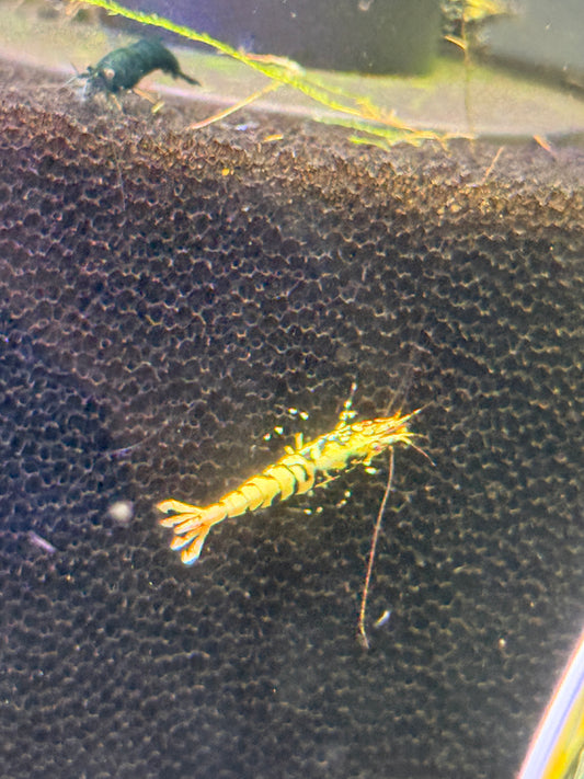 Black Galaxy Shrimp Caridina cantonensis