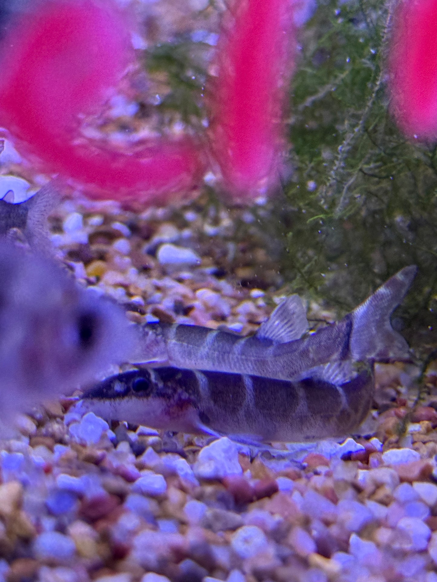 Leptobotia tchangi Changi spined loach