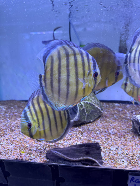 Wild  Discus Yellow/Green Symphysodon aequifasciatus