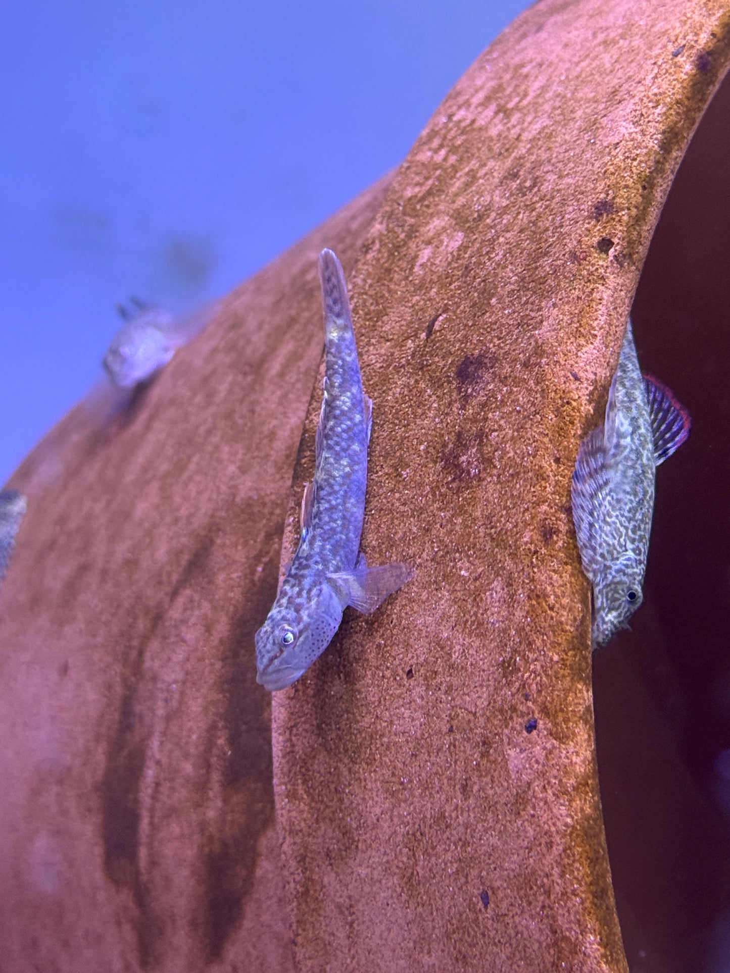 Rhinogobius leavelli  Leavelli Goby