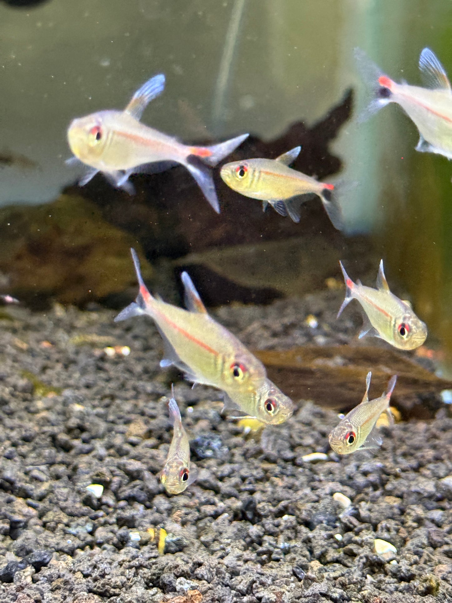 Rare ! Red Eye Red Line Tetra - Hemigrammus rubrostriatus