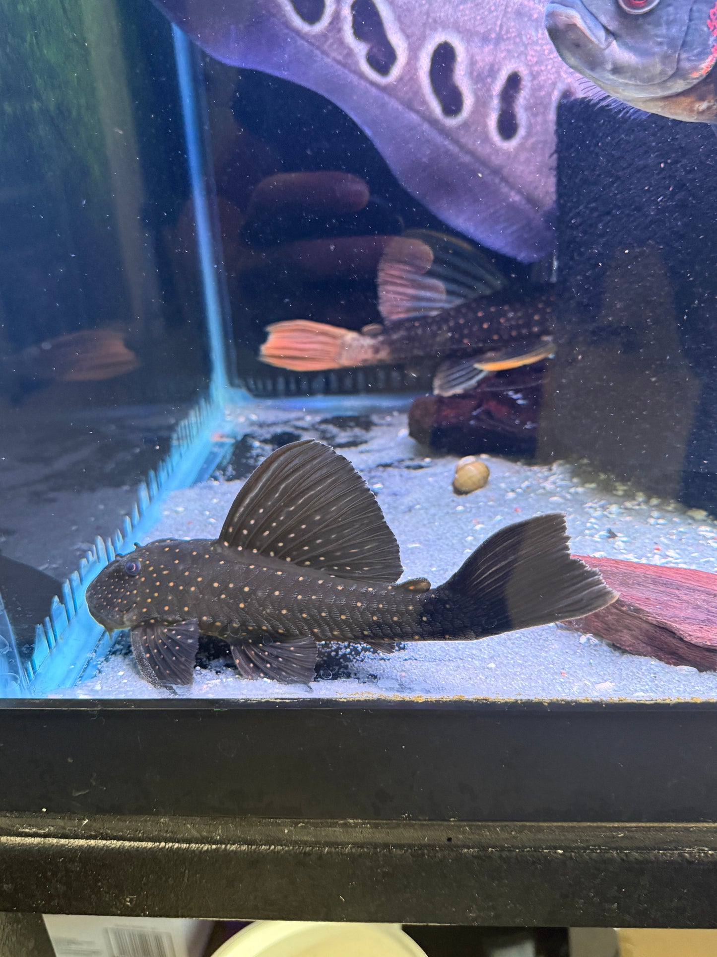 Luteus Pleco Phase 1 (Hypostomus Luteus)