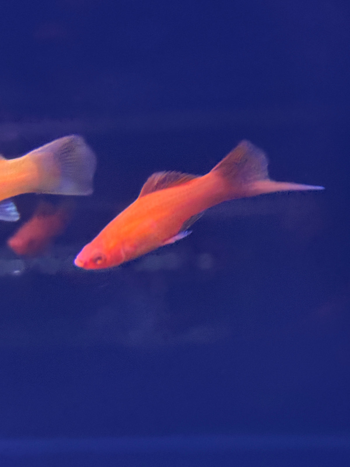 Red Velvet Sword Tail