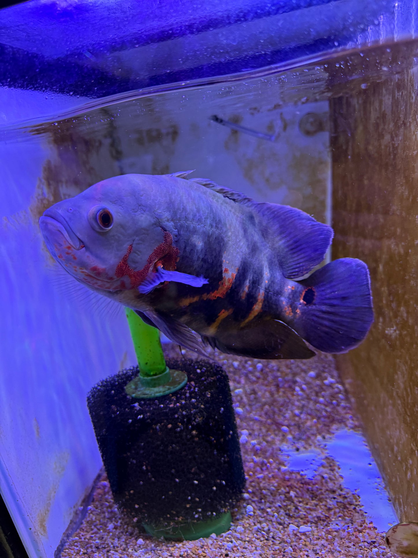 Lots of big Guys avail ! Tiger Oscar Astronotus ocellatus