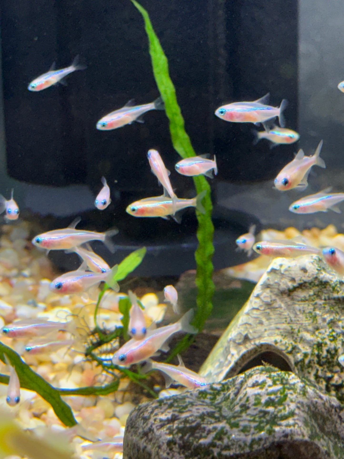 Gold Neon Tetra (Paracheirodon innesi)
