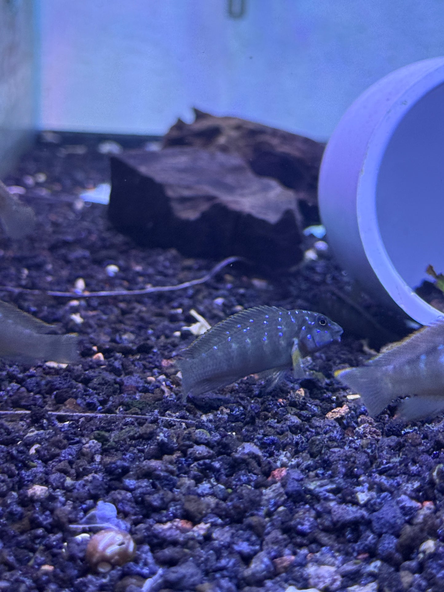 "Congo" Eretmodus Eretmodus cyanostictus "Congo"