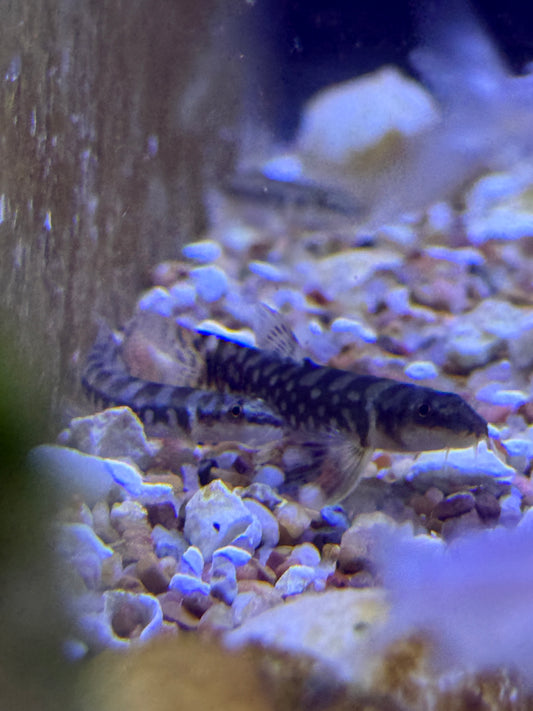 Galaxy Loach (Mesonoemacheilus guentheri) Schistura guentheri