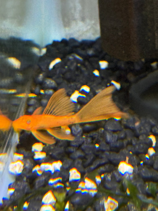 Super red bushy nose/bristle nose long fin