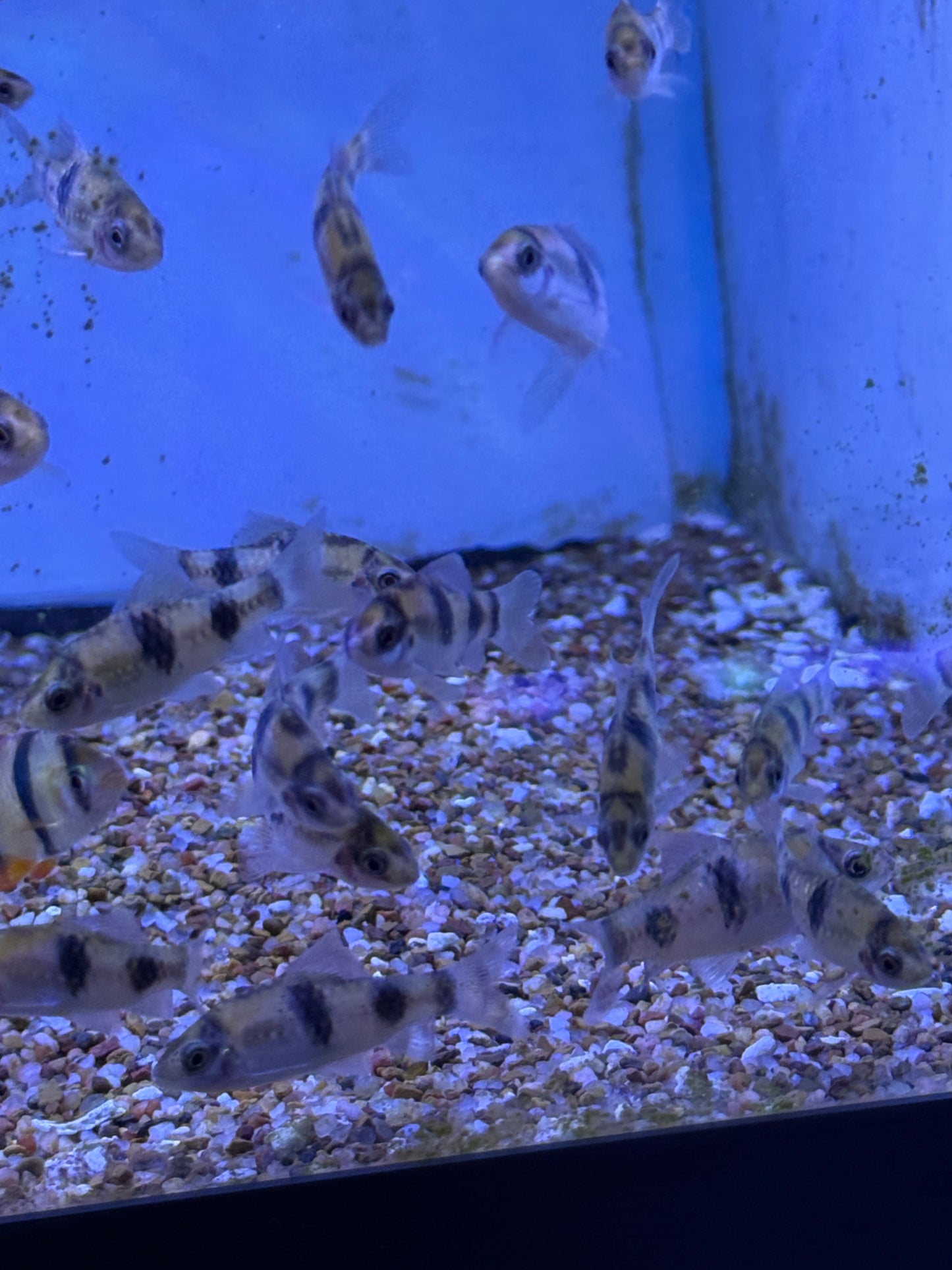 MELON BARB (HALUDARIA FASCIATA)
