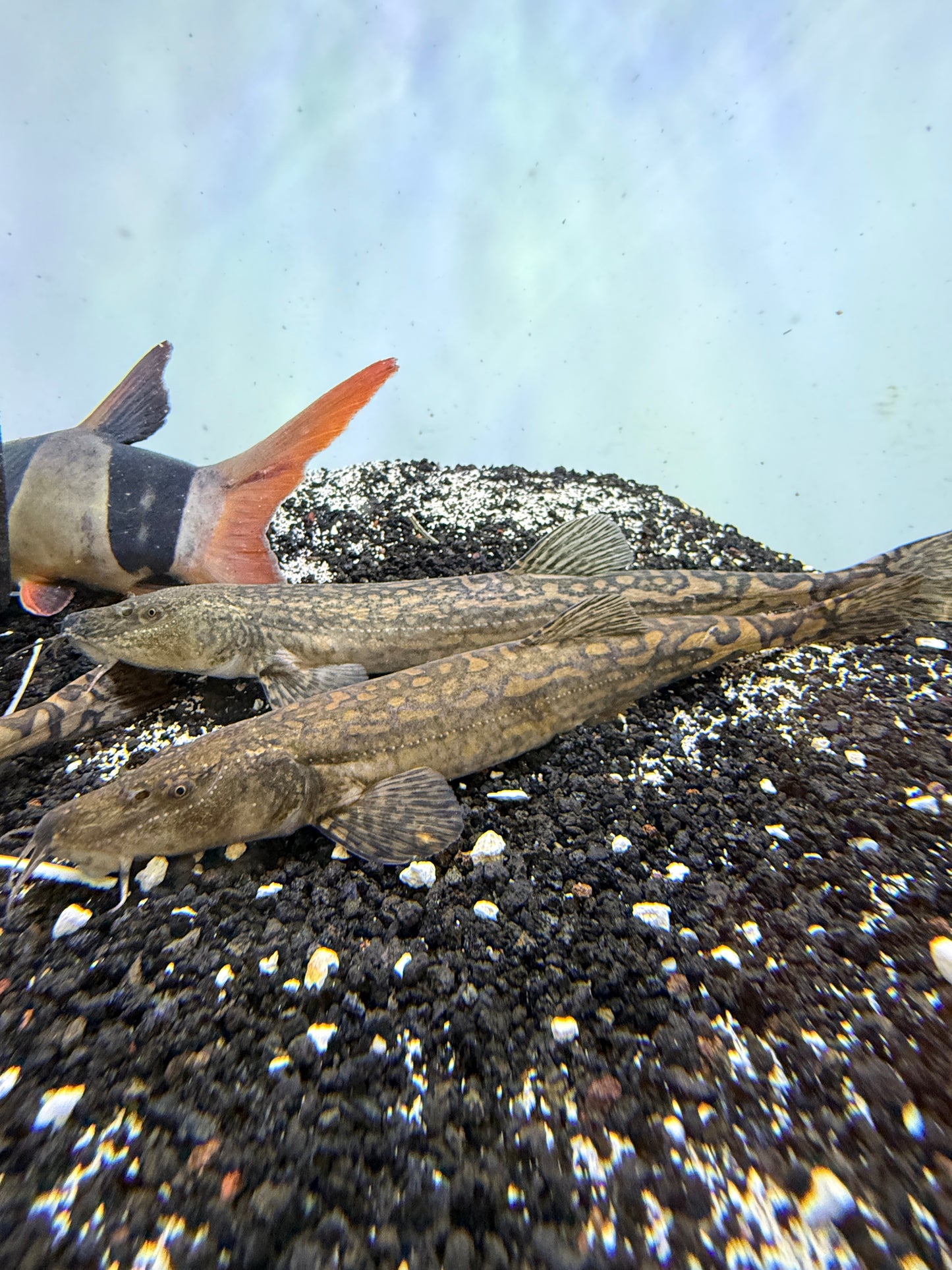 Triplophysa siluroides Tiger Loach Stone Loach