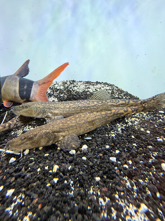 Triplophysa siluroides Tiger Loach Stone Loach