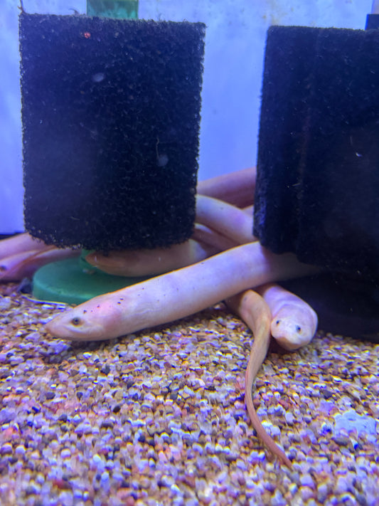 Golden / White Tulip Swamp Eel Monopterus Albinus
